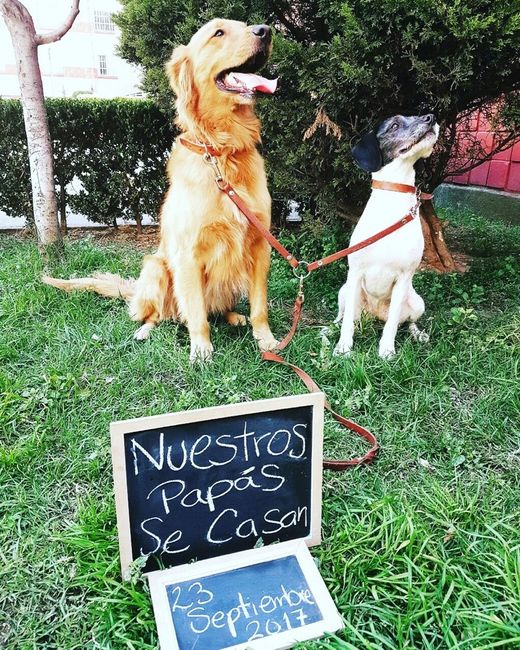 Save the date perrhijos - 1