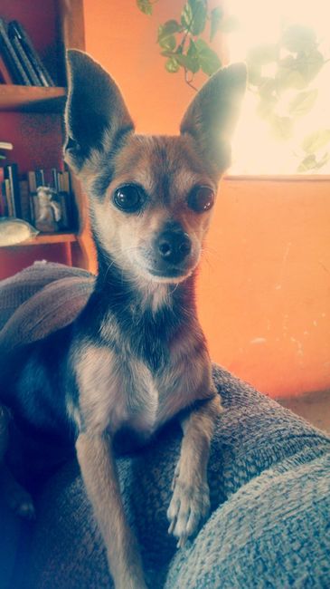 La foto de tu mascota! - 1