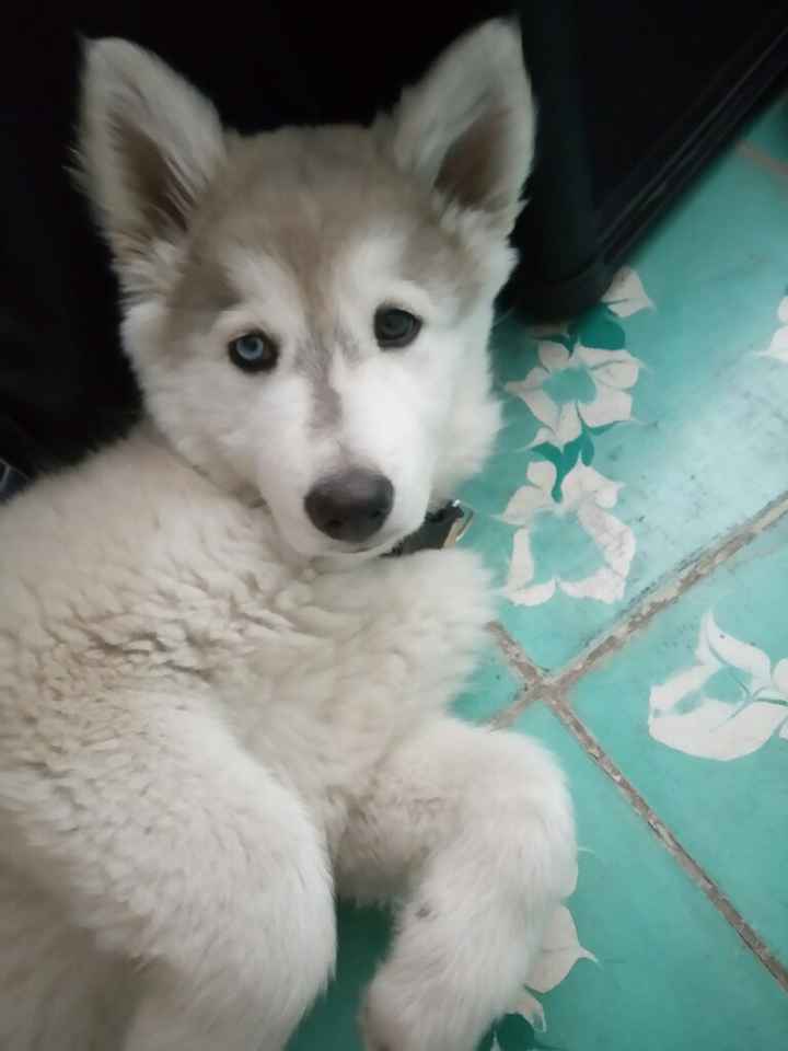 El detrás de cámaras de incluir a tu mascota en la boda!!! - 1