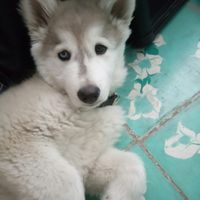 El detrás de cámaras de incluir a tu mascota en la boda!!! - 1