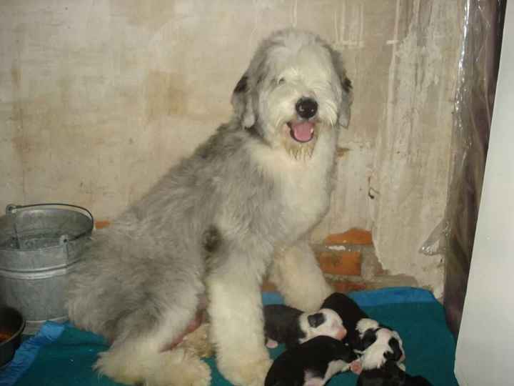 Nuestros gathijos! - 1