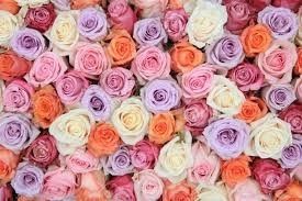 Flores