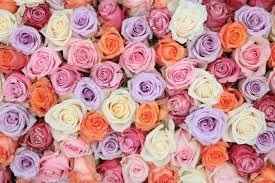 Flores