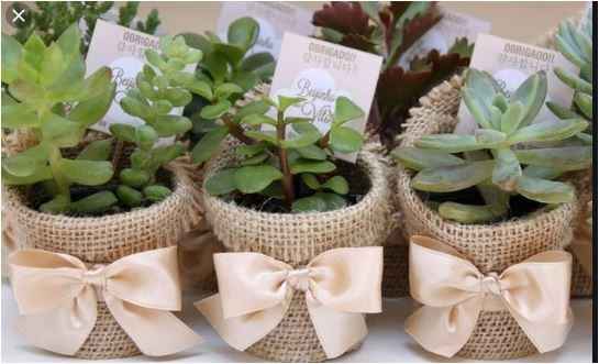Suculentas para invitados 