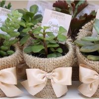 Suculentas para invitados 