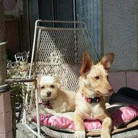 Presenten mascotas.... - 1