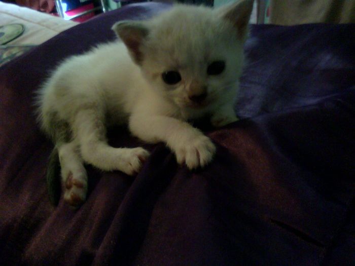 Sesion con mascota - 3