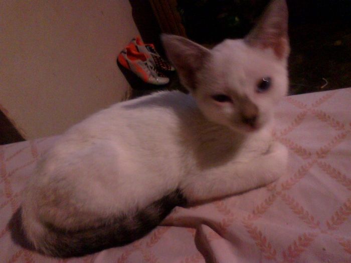 Sesion con mascota - 2