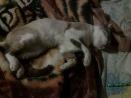 Mis mascotitas - 1