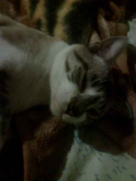 Mis mascotitas - 2