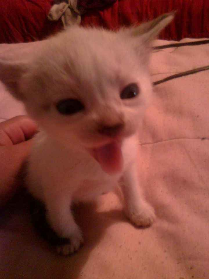 Sesion con mascota - 1