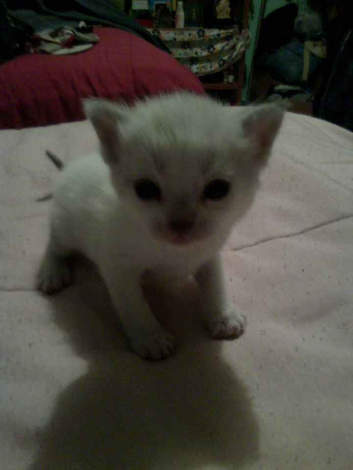 Sesion con mascota - 2
