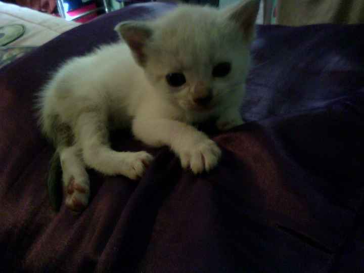 Sesion con mascota - 3