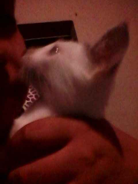 Sesion con mascota - 3
