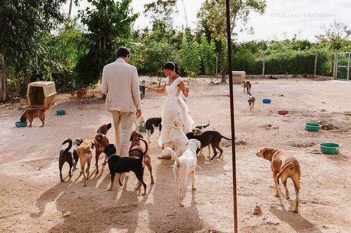Trash the dress con perritos. 🐾🐾 - 10
