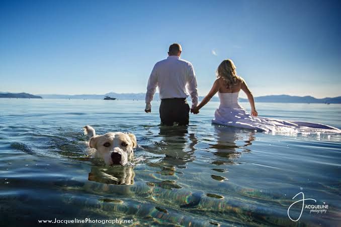 Trash the dress con perritos. 🐾🐾 - 12