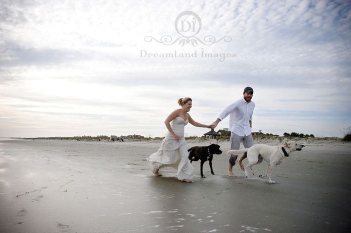 Trash the dress con perritos. 🐾🐾 - 13