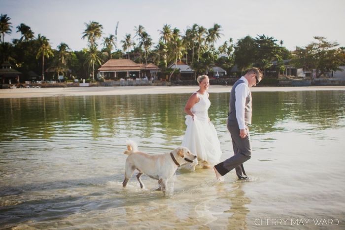 Trash the dress con perritos. 🐾🐾 - 15