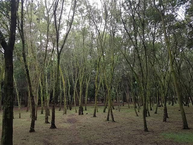 Lugares para una sesión muy natural 🌳 en la cdmx 14