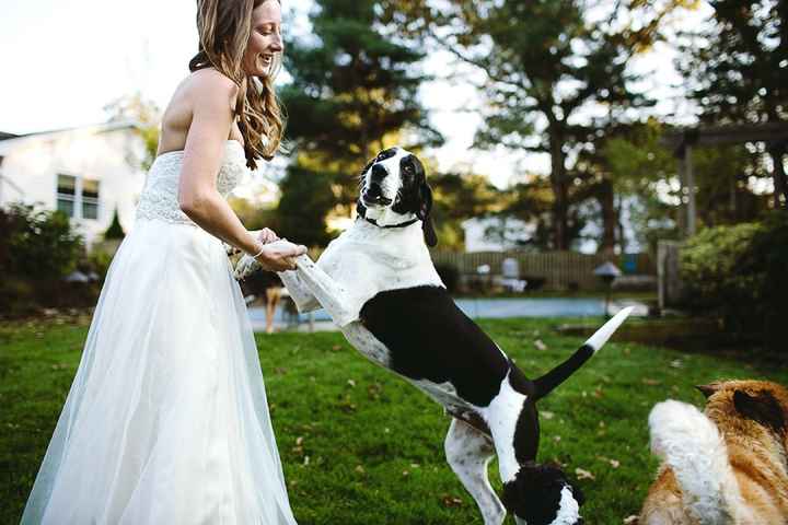 Trash the dress con perritos. 🐾🐾 - 6