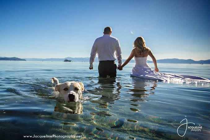Trash the dress con perritos. 🐾🐾 - 12