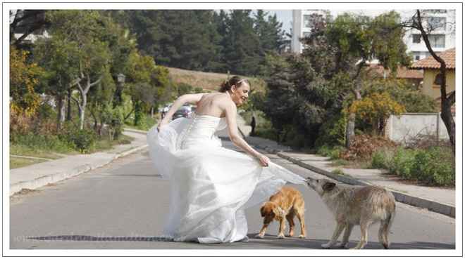 Trash the dress con perritos. 🐾🐾 - 25