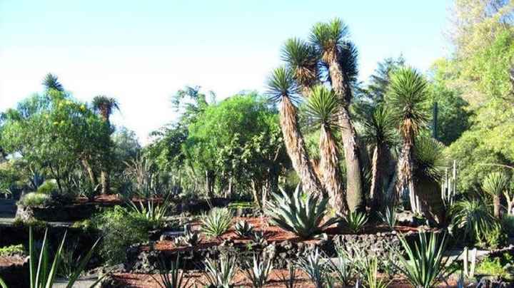 Lugares para una sesión muy natural 🌳 en la cdmx - 7