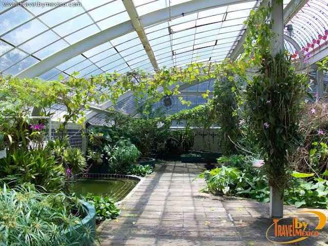 Lugares para una sesión muy natural 🌳 en la cdmx - 8