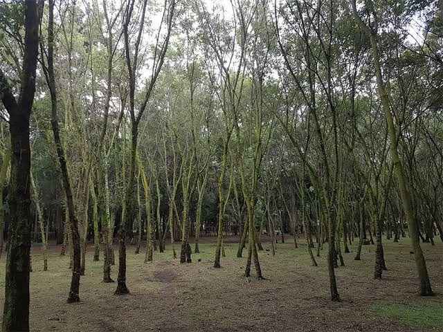Lugares para una sesión muy natural 🌳 en la cdmx - 14