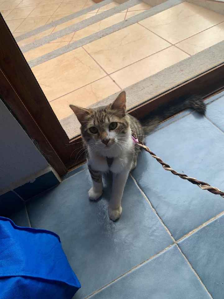 Ya tengo anillo de compromiso 💍 - 8