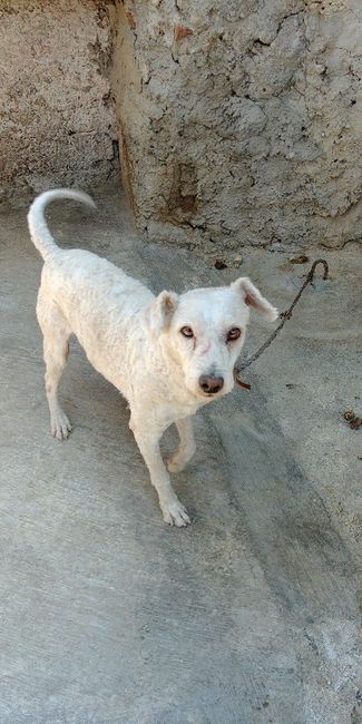 ¿dejarán alguna mascota con sus papás cuando se casen? - 2
