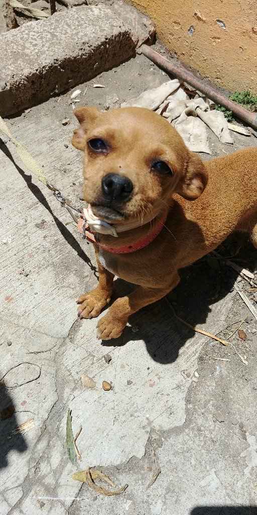 ¿dejarán alguna mascota con sus papás cuando se casen? - 1