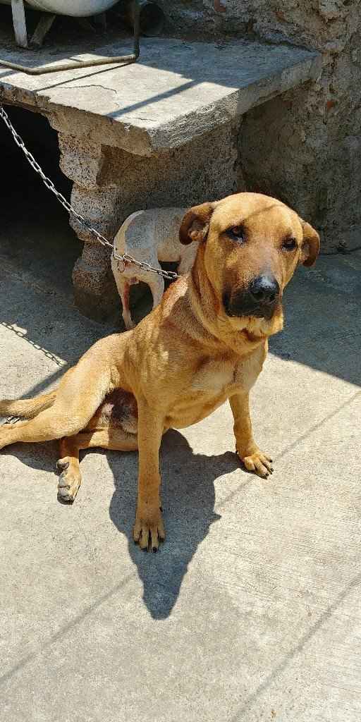 ¿dejarán alguna mascota con sus papás cuando se casen? - 3