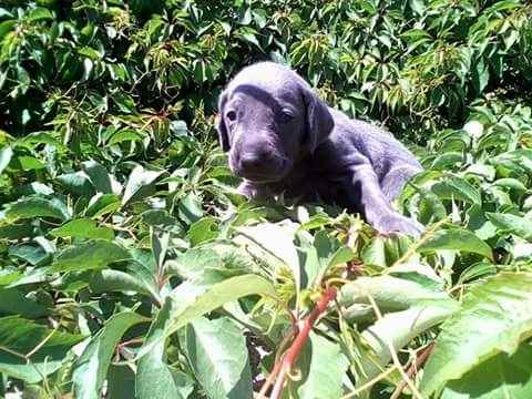 Sesión con mascotas!! - 1