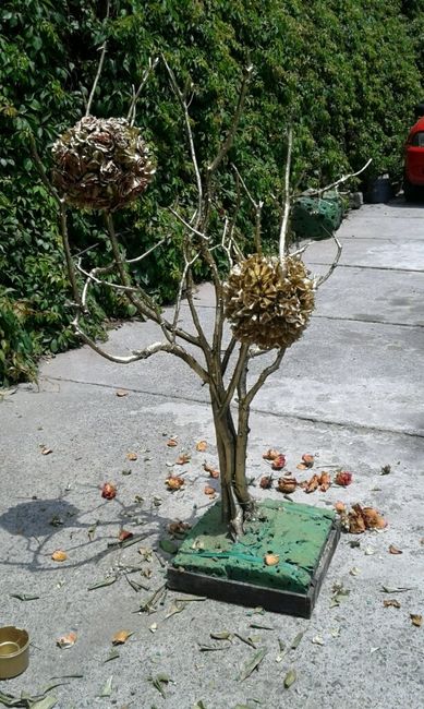 Avences, mi árbol de los deseos - 4