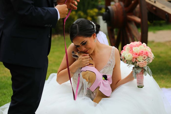 Tu mascota llevando las alianzas de boda ¿Sí o no? 🐶🐱 1