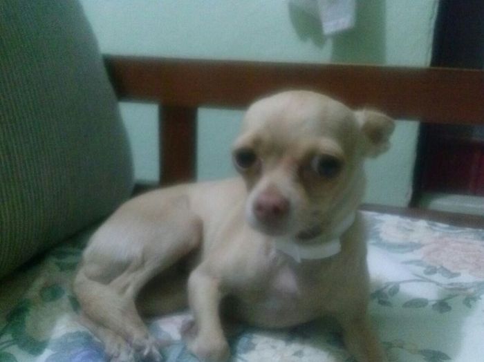 La foto de tu mascota! - 1