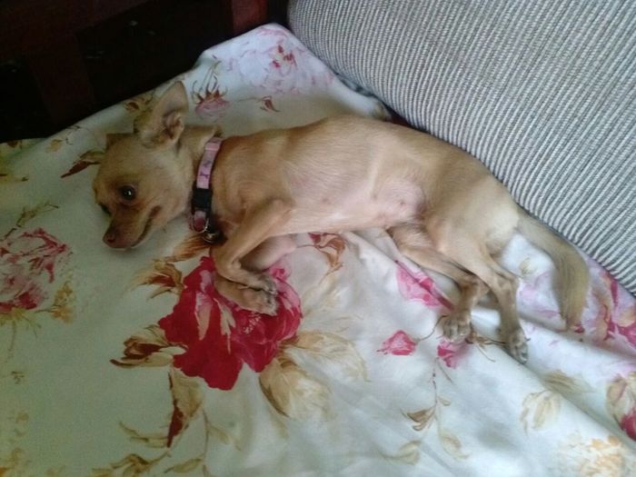 La foto de tu mascota! - 2