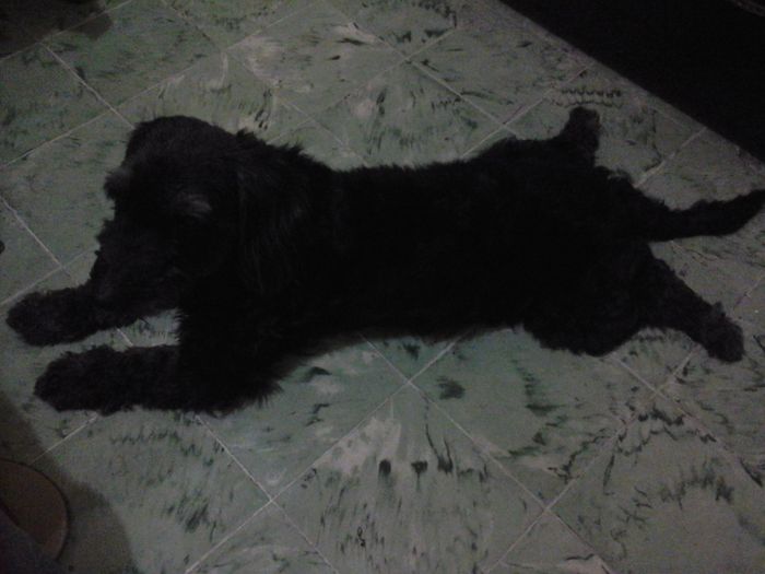 Y ustedes tienen "perrhijos"? Preséntalo/a! :D - 1