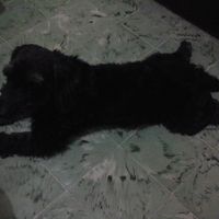 Y ustedes tienen "perrhijos"? Preséntalo/a! :D - 1