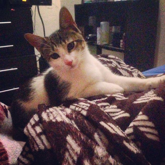 El nuevo integrante de la familia.