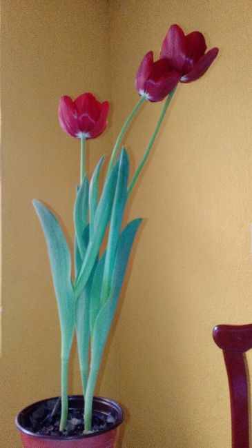 Ramos de novia con tulipanes 🌷💐❤️ - 1