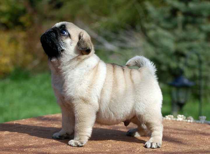 ¿Tienen o tendrán una mascota en común? - 2