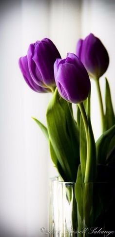 tulipanes