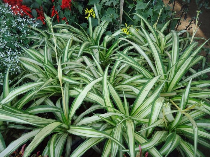 planta lazo de  novia