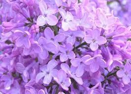 lilas