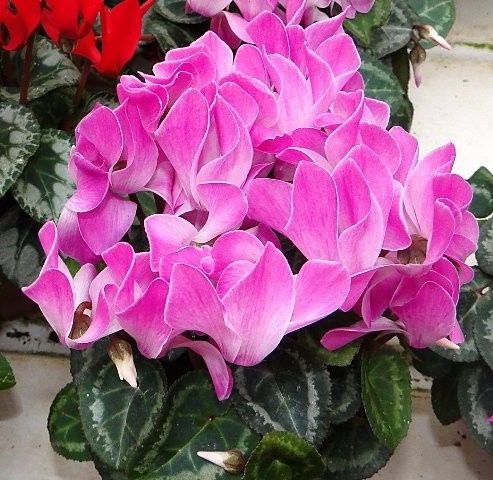 CYCLAMENES