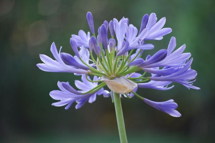 AGAPANDOS  (AGAPANTOS)