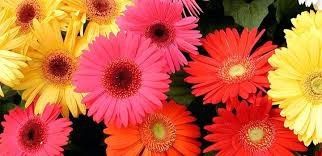 gerbera