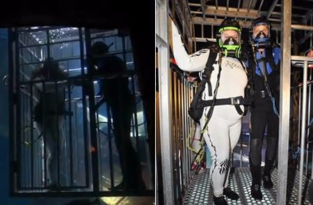 UNA BODA ENTRE TIBURONES